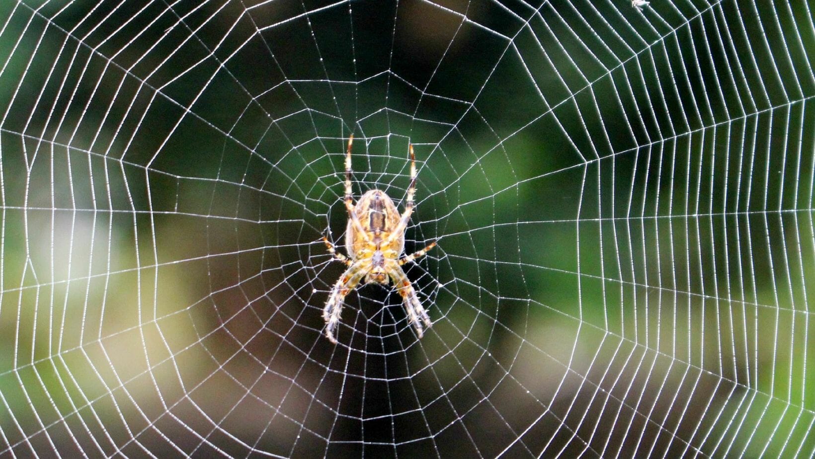 Can You Get Rid of Spiders Using Bleach? Decorator Advice