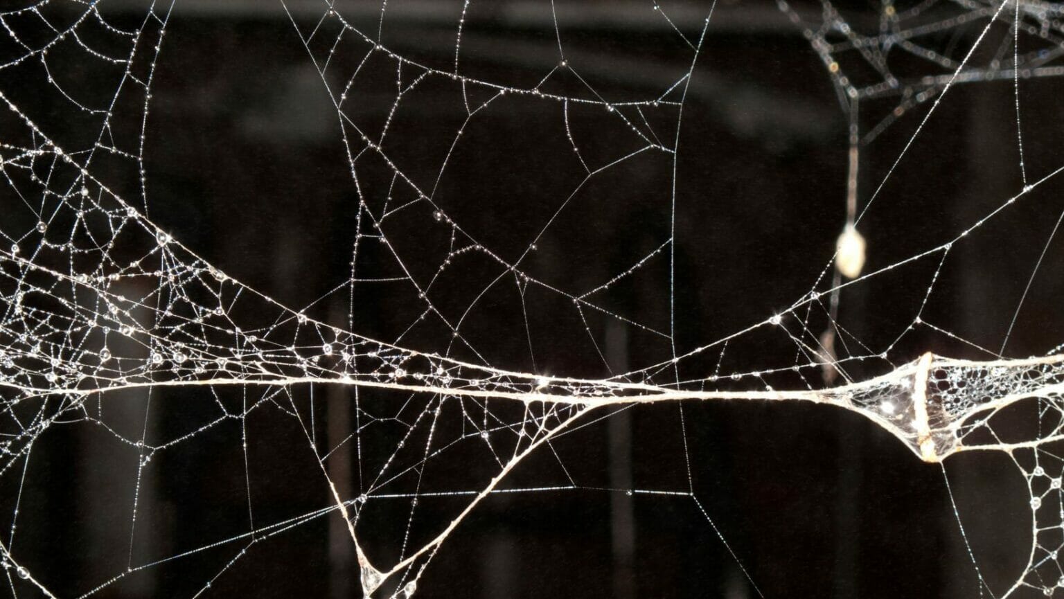 Can You Get Rid of Spiders Using Bleach? Decorator Advice