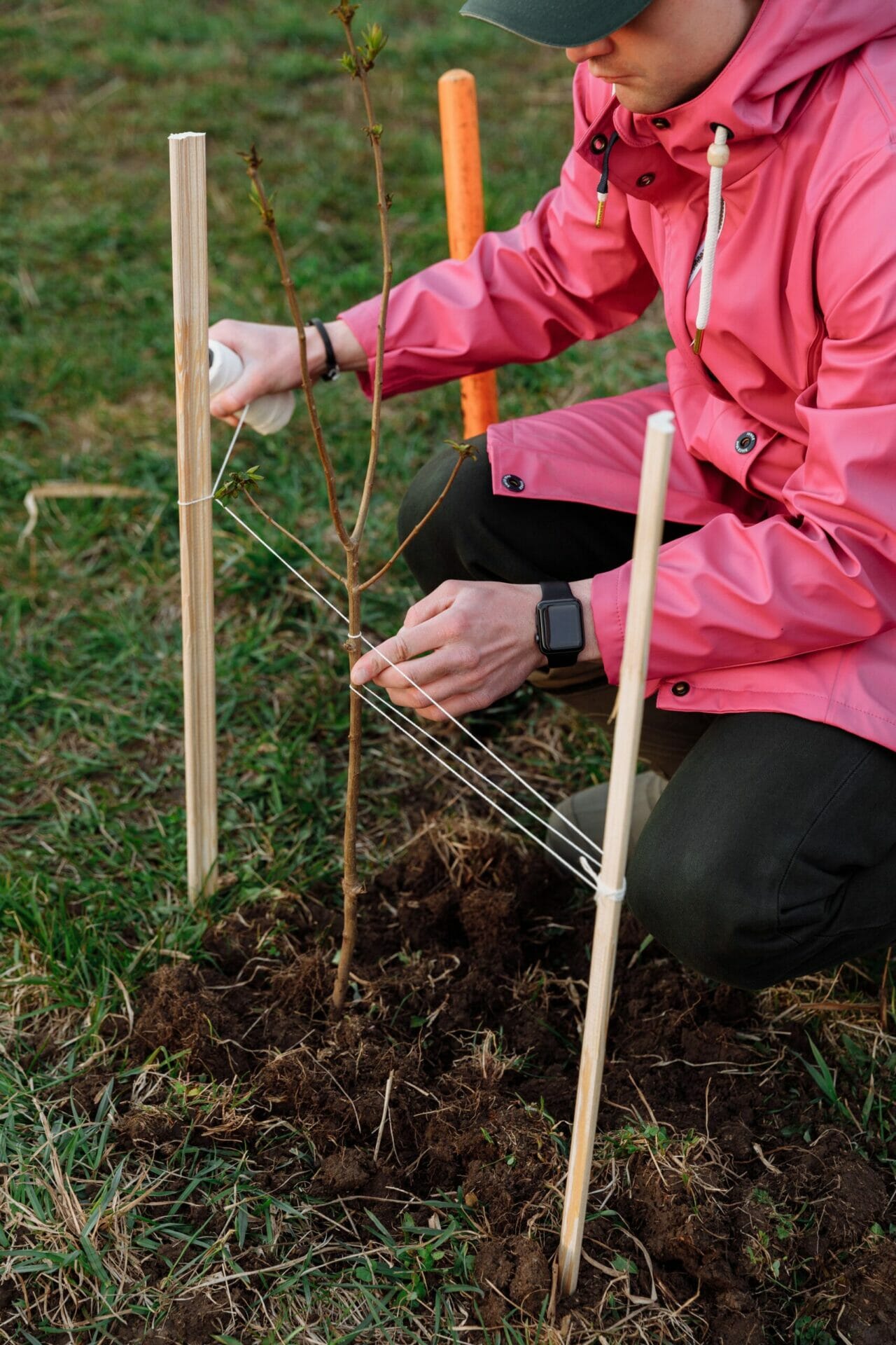 Tree Planting Tips to Prevent Root Problems