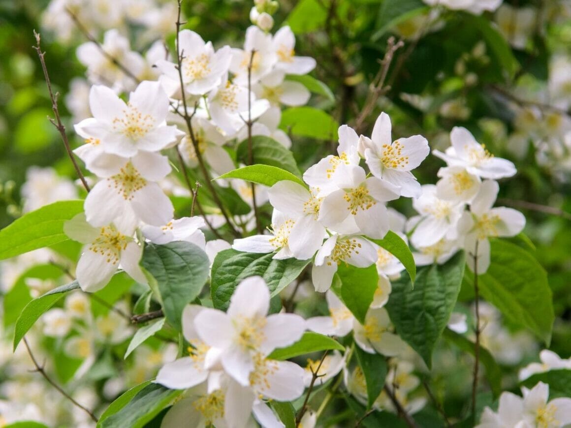 Five Different Ways You Can Use Zote Soap Decorator Advice