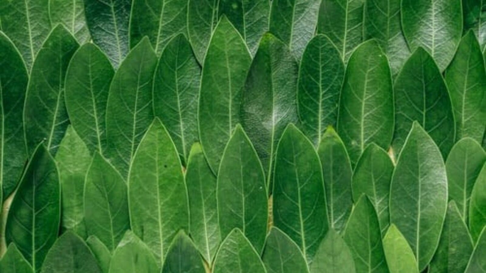 A LOOK AT KRATOM FOR ENERGY AND FOCUS