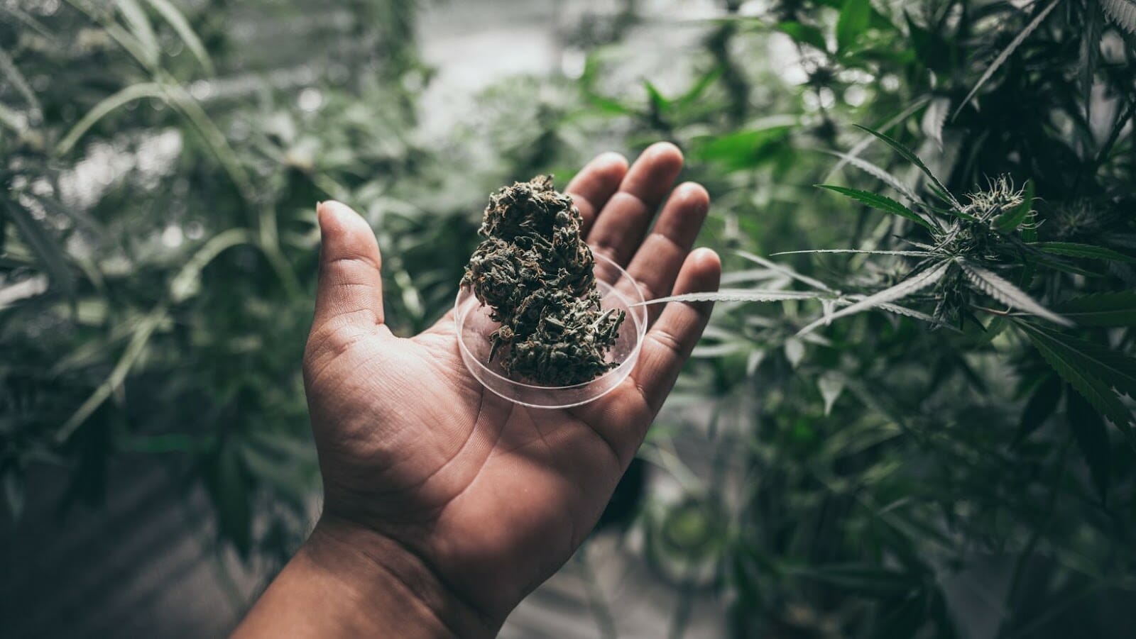 Everything You Need to Know About the Sativa Marijuana Strain