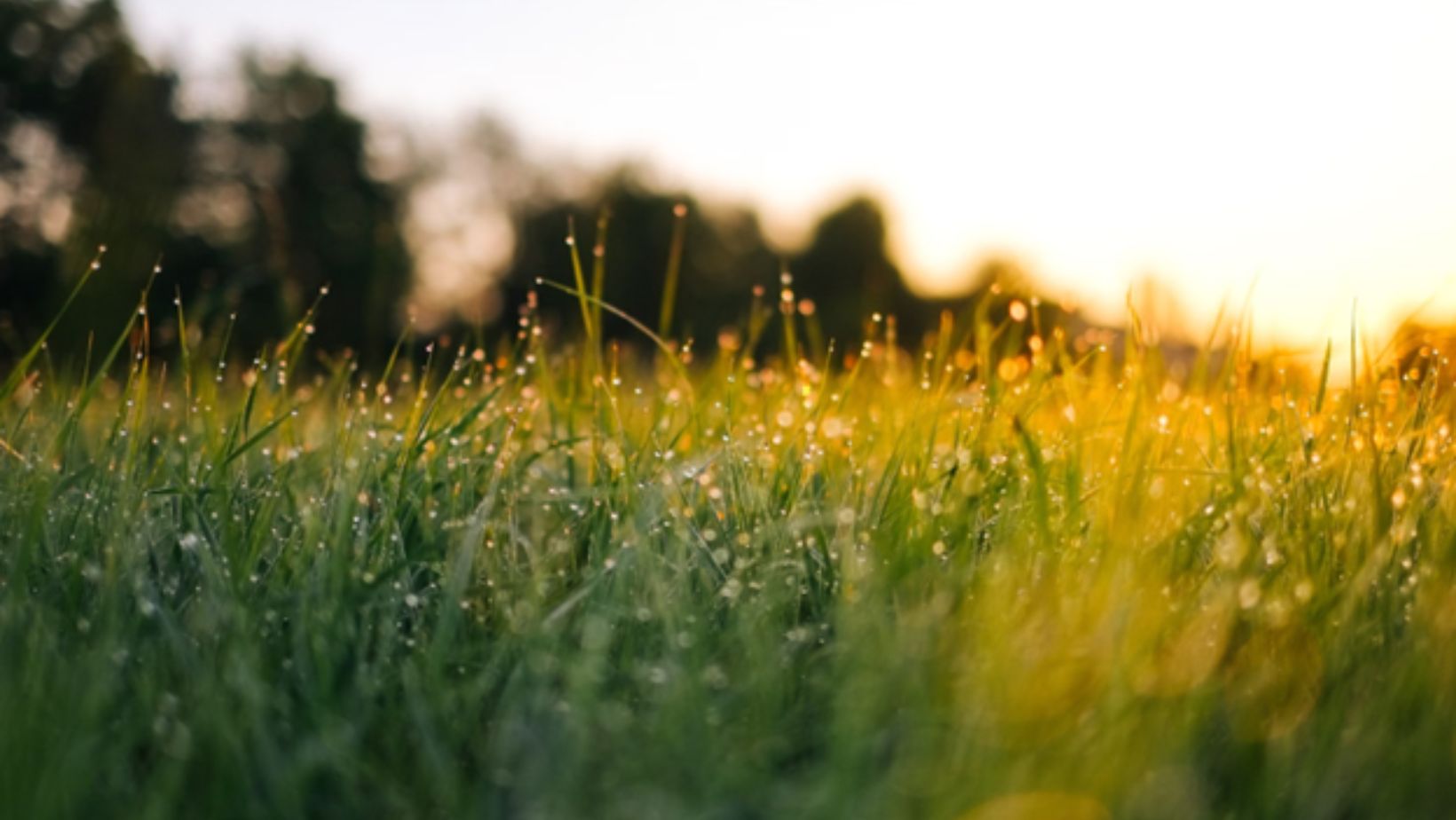Tips for maintaining your lawn year round
