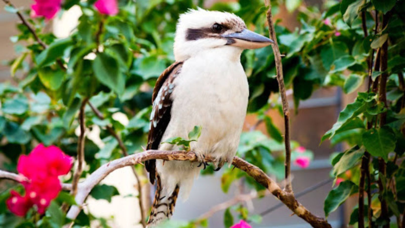 Sydney garden tips how to attract and support local wildlife