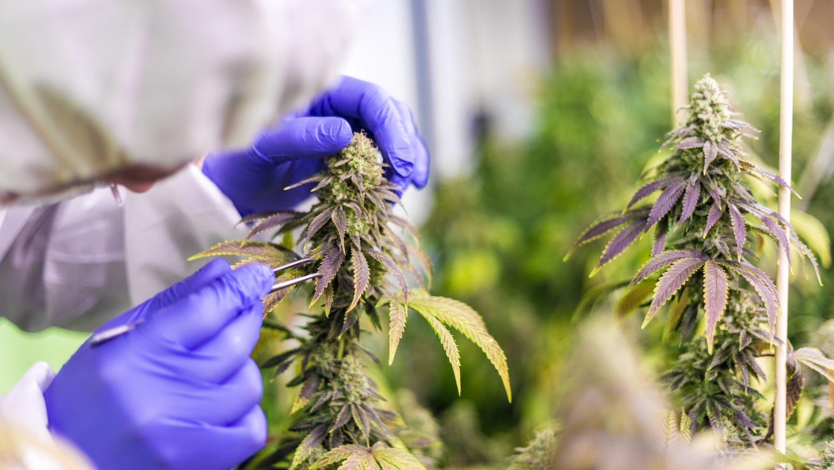 How can a dispensary in jacksonville help you find the right marijuana products
