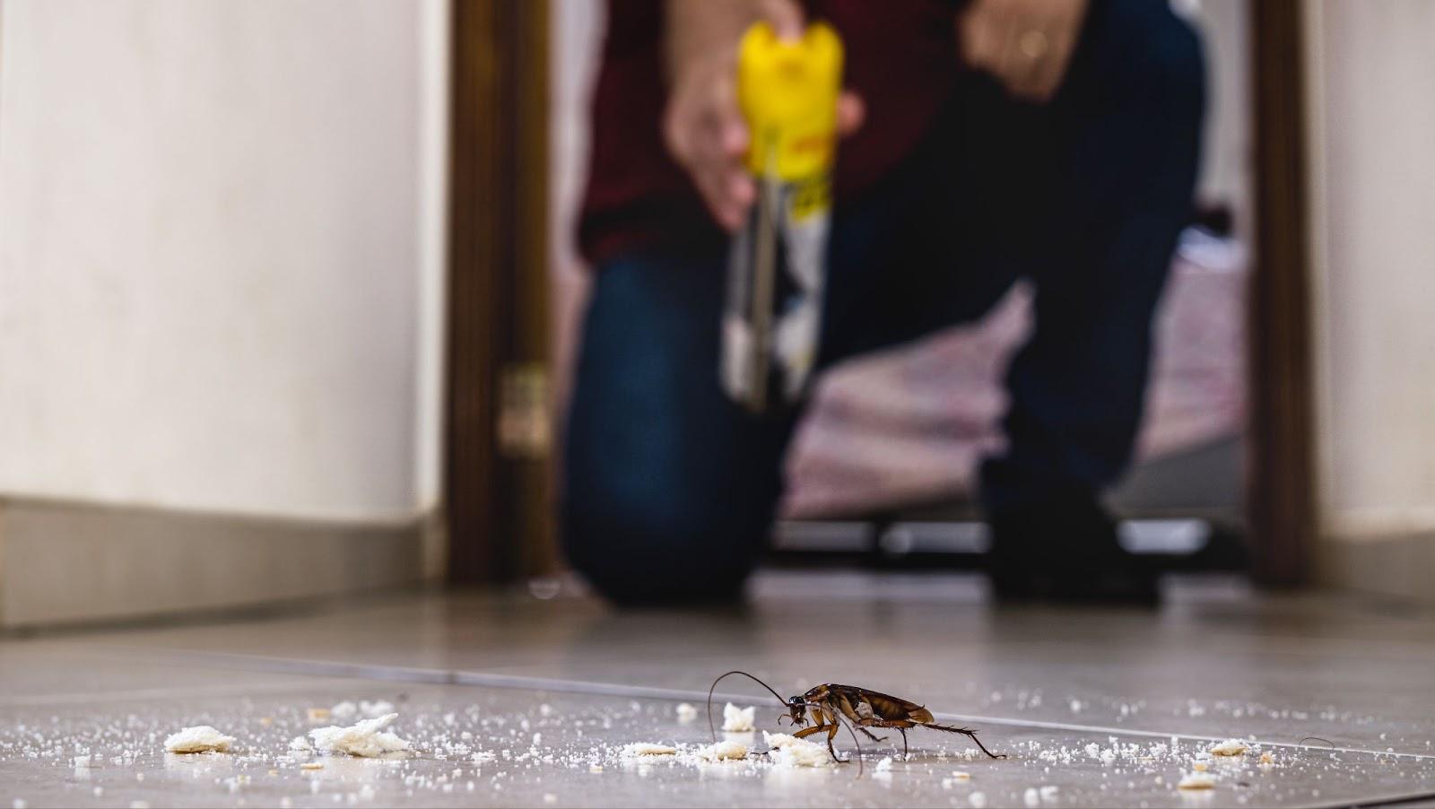 Home remedies for cockroach control proven solutions for pest free living