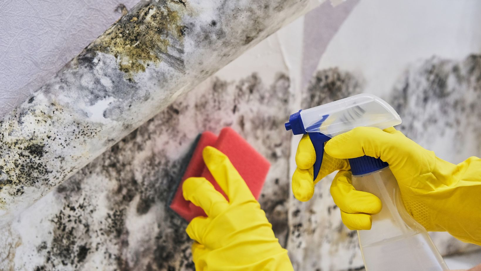 Common causes of mold growth in toronto houses