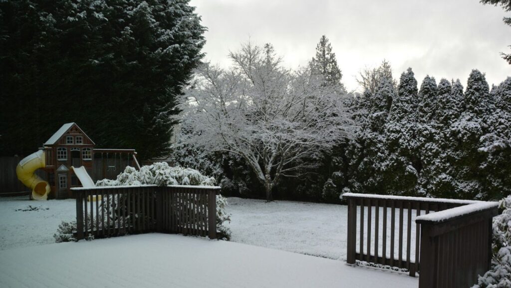 Image1