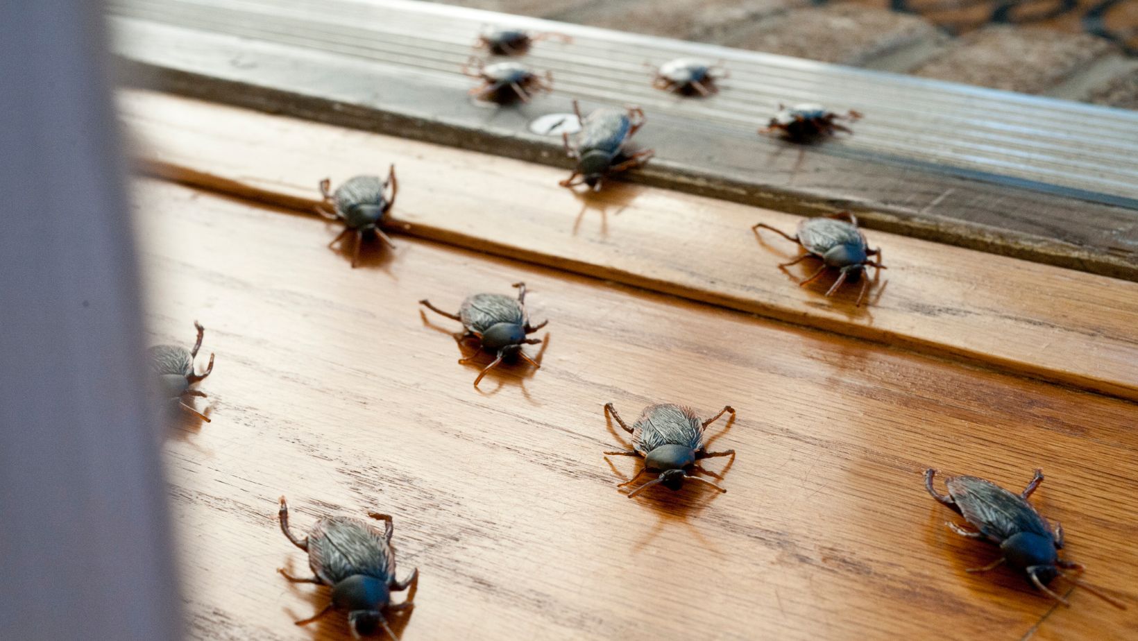 Summer s most annoying pests and the tricks that actually work to send them packing