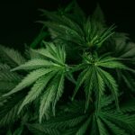 Ideal Hybrid Strains: The Ideal Mix of Calm and Creativity