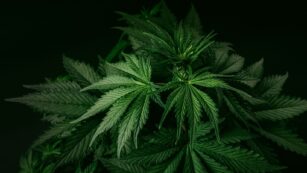 Ideal Hybrid Strains: The Ideal Mix of Calm and Creativity