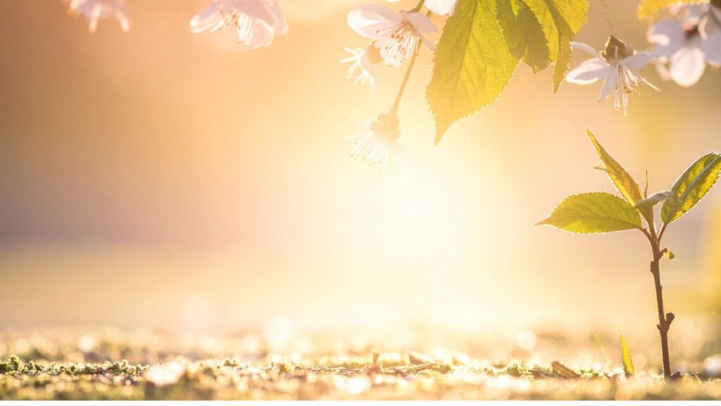How to Prepare Your Garden for Spring Planting: Tips for Getting Started with Seeds